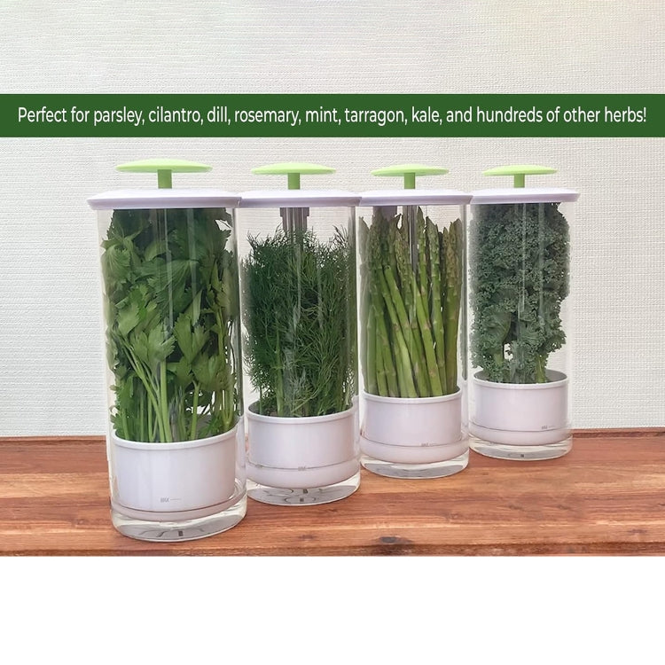 Herb Cilantro Preservation Storage Box Vegetable Keep Fresh Container