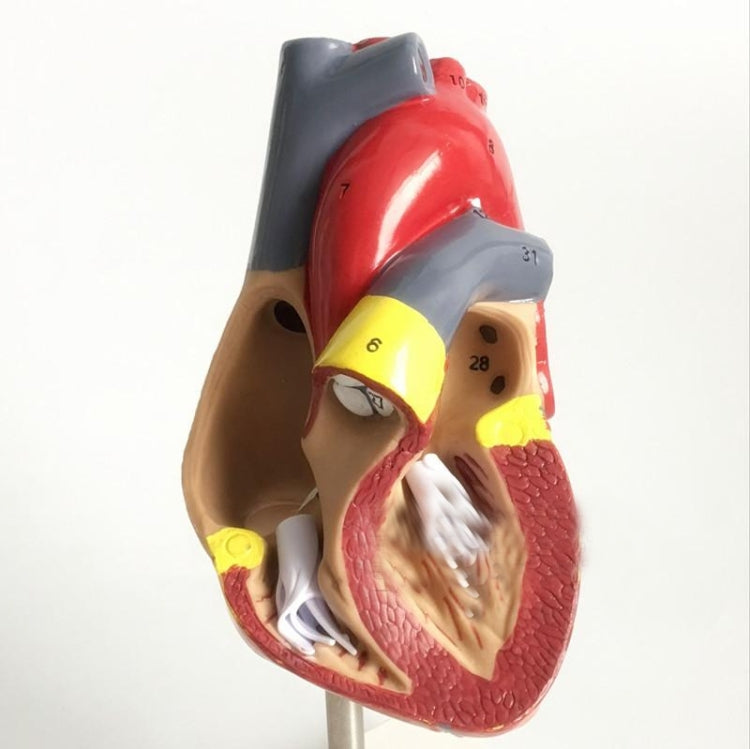 1: 1 Human Heart anatomical Model Medical Cardiology Heart anatomy teaching model with number mark