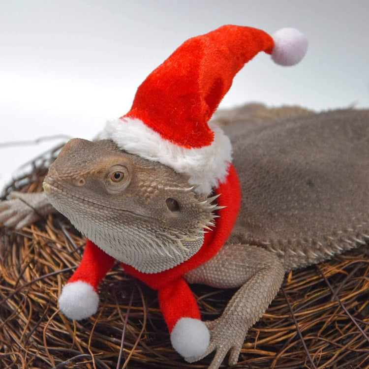 Lizard Crawling Pet Out Christmas Dress Up