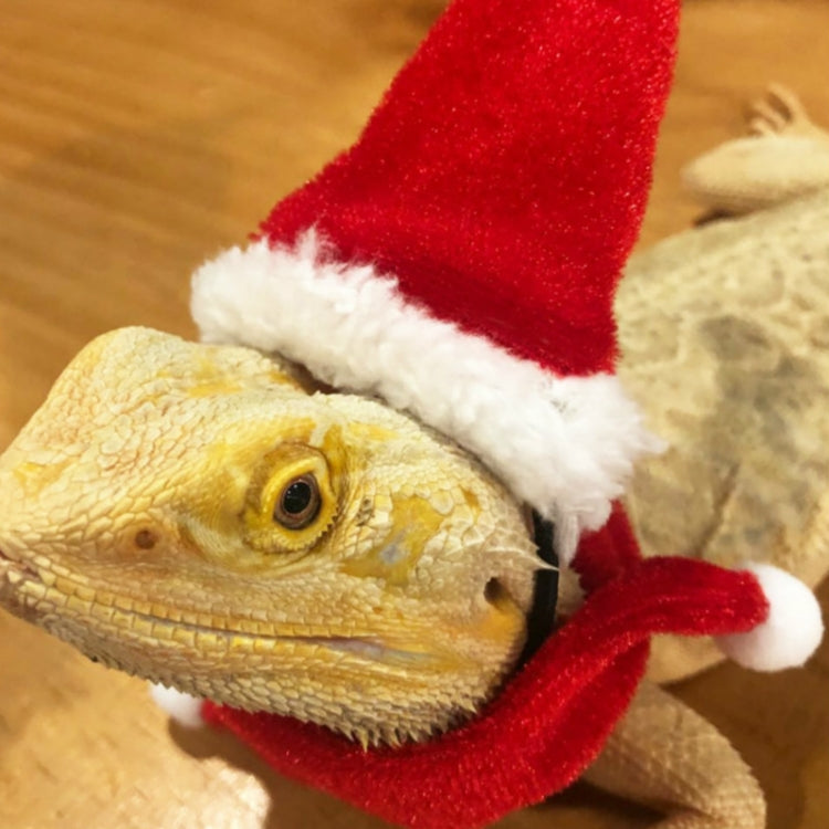 Lizard Crawling Pet Out Christmas Dress Up