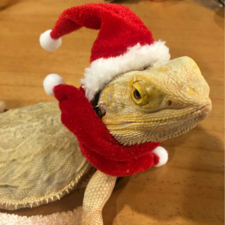 Lizard Crawling Pet Out Christmas Dress Up