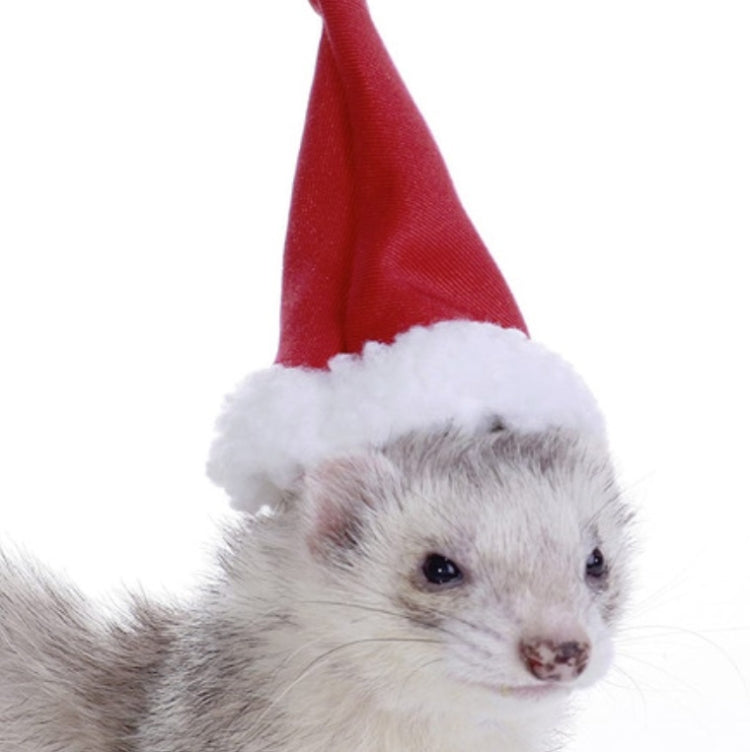 Lizard Crawling Pet Out Christmas Dress Up
